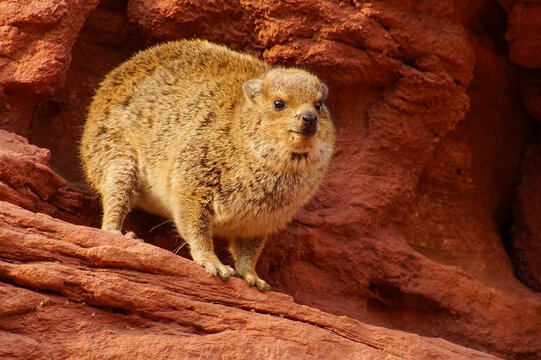 Rock hyrax, dassie (Procavia capensis) on red rocks, near Twyfelfontein, Namibia