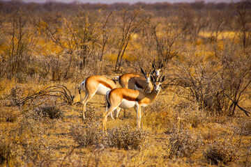 Springboks (Antidorcas marsupialis), antelopes in the dry African bushland, near Etosha, Namibia