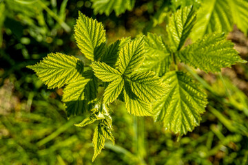 Frühsommerliche Wanderung rund um die Fachwerkstadt Schmalkalden am Südwesthang vom Thüringer Wald - Thüringen - Deutschland 