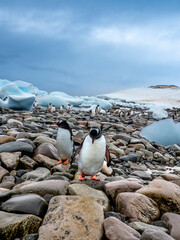 The Antarctic Peninsula is the dream destinations of countless explorers and nature lovers. The...