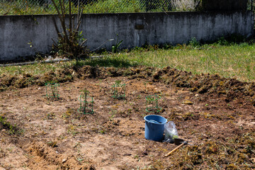  Small home agricultural field with tomato plants, protective supports, a hoe, a bucket, and a bag of seedlings ready for planting