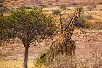 Two giraffes (Giraffa giraffa angolensis) beside a tree in the Namibian grassland, Africa