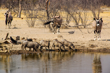 Southern warthogs (Phacochoerus africanus ssp. sundevallii) at a waterhole with Oryx (Oryx gazella) waiting in the background, Namibia