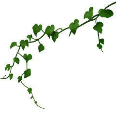 green leaves isolated on white