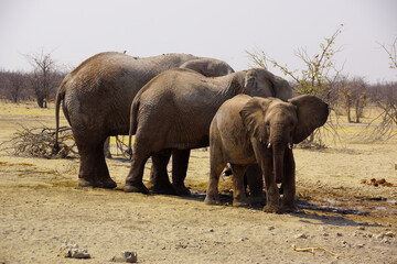 Fototapeta premium Three African Savannah Elephants (Loxodonta africana) in Nambian savannah, Namibia, Africa