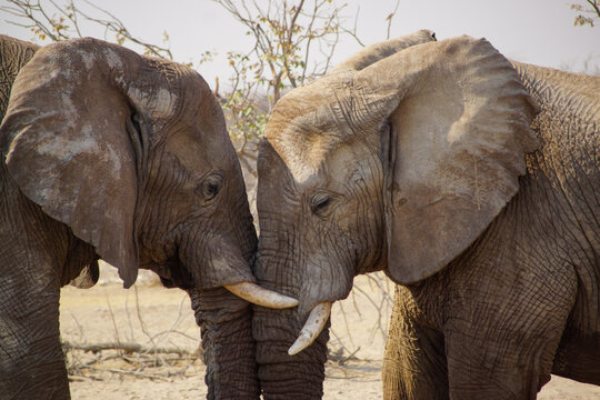 Togetherness, two African Savannah Elephants (Loxodonta africana) leaning on each other with their heads and trunks, Namibia