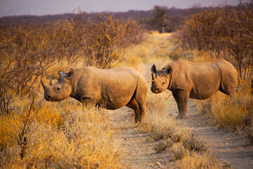 Two black rhinoceros (Diceros bicornis) in acacia bushland, Namibia