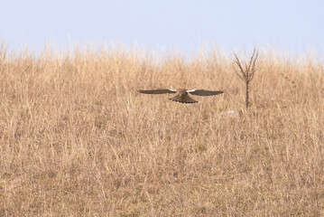 Common kestrel launching attack (Falco tinnunculus). Bird of Prey 
