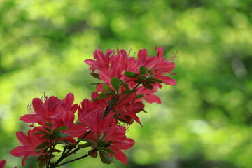 咲き誇る情熱の花