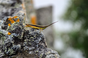Brown grasshopper in Natural habitat in the forest