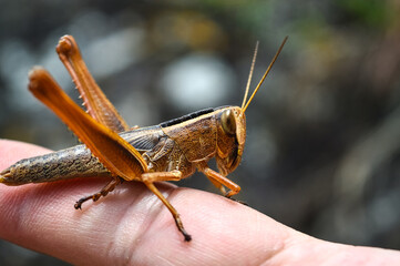 Brown grasshopper in Natural habitat in the forest