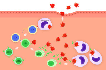 Humoral immune response. Stages of humoral immunity.  Phagocyte, T cell, B cell, memory B cell, plasma cell and antibody. Human immune system.