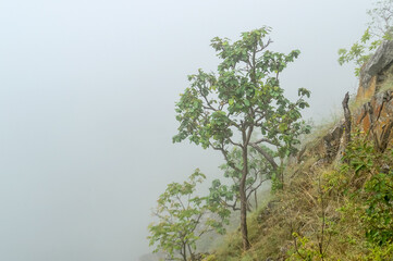 Mist in the valley during the Rain Season.Natural Rain Season landscape Northern Thailand.