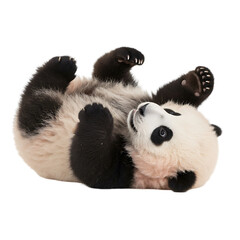 Obraz premium Playful Panda Cub: A Captivating Wildlife Photo