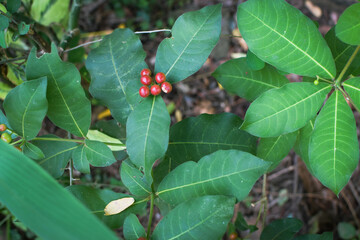 Lush Green Tropical Foliage with Variegated Leaves in Natural Light, Close-Up Botanical Scene Featuring Dense Leaf Growth and Natures Contrast in Texture and Color. Leaves in a Natural Outdoor Setting
