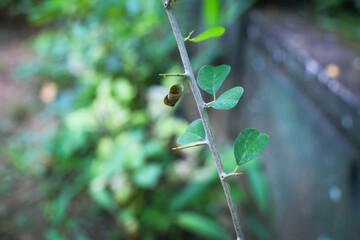 Lush Green Tropical Foliage with Variegated Leaves in Natural Light, Close-Up Botanical Scene Featuring Dense Leaf Growth and Natures Contrast in Texture and Color. Leaves in a Natural Outdoor Setting