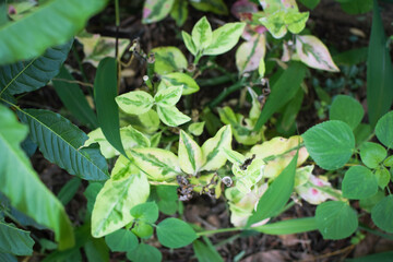 Lush Green Tropical Foliage with Variegated Leaves in Natural Light, Close-Up Botanical Scene Featuring Dense Leaf Growth and Natures Contrast in Texture and Color. Leaves in a Natural Outdoor Setting