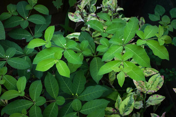 Lush Green Tropical Foliage with Variegated Leaves in Natural Light, Close-Up Botanical Scene Featuring Dense Leaf Growth and Natures Contrast in Texture and Color. Leaves in a Natural Outdoor Setting