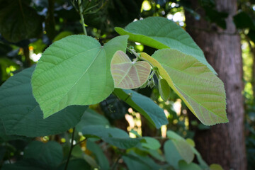Lush Green Tropical Foliage with Variegated Leaves in Natural Light, Close-Up Botanical Scene Featuring Dense Leaf Growth and Natures Contrast in Texture and Color. Leaves in a Natural Outdoor Setting