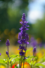 purple flowers in the garden