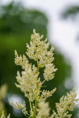 white flowers in spring
