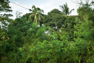 Majestic Landscapes of Sri Lanka. Breathtaking Beauty Capturing the Serene Essence of Nature in Stunning Landscapes. A Journey Through Picturesque Nature Landscapes. The beauty of Nature’s Landscape