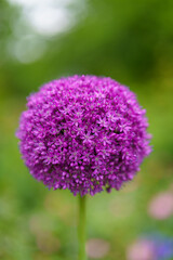 close up of a flower