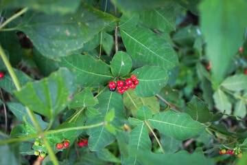 Lush Green Tropical Foliage with Variegated Leaves in Natural Light, Close-Up Botanical Scene Featuring Dense Leaf Growth and Natures Contrast in Texture and Color. Leaves in a Natural Outdoor Setting