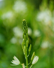close up of a plant
