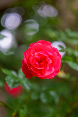 pink rose in garden