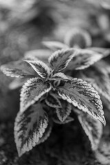 close up of a plant