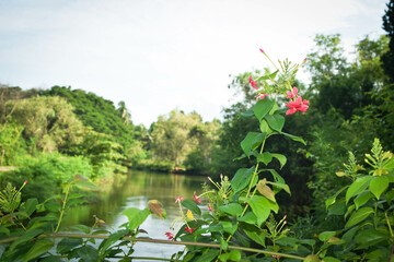Majestic Landscapes of Sri Lanka. Breathtaking Beauty Capturing the Serene Essence of Nature in Stunning Landscapes. A Journey Through Picturesque Nature Landscapes. The beauty of Nature’s Landscape