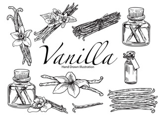 Set of hand drawn vanilla plant outline drawing illustration 2