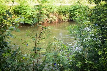 Majestic Landscapes of Sri Lanka. Breathtaking Beauty Capturing the Serene Essence of Nature in Stunning Landscapes. A Journey Through Picturesque Nature Landscapes. The beauty of Nature’s Landscape