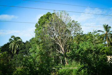 Majestic Landscapes of Sri Lanka. Breathtaking Beauty Capturing the Serene Essence of Nature in Stunning Landscapes. A Journey Through Picturesque Nature Landscapes. The beauty of Nature’s Landscape
