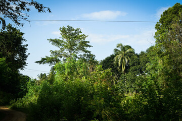 Majestic Landscapes of Sri Lanka. Breathtaking Beauty Capturing the Serene Essence of Nature in Stunning Landscapes. A Journey Through Picturesque Nature Landscapes. The beauty of Nature’s Landscape