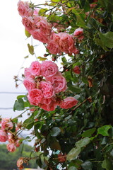 bouquet of roses ばら