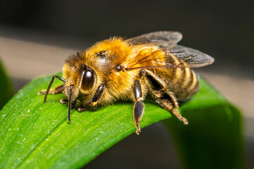honey bee sitting on a green leaf illuminated by the sun