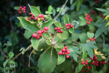 Obraz premium Wild Green Foliage with Clusters of Bright Red Berries. Vibrant Natural Scene Depicting Seasonal Growth and Untouched Forest Flora. Close-Up of Red Berries Growing on Lush Green Leaves. Natural Plant