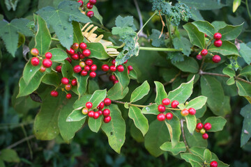 Wild Green Foliage with Clusters of Bright Red Berries. Vibrant Natural Scene Depicting Seasonal...