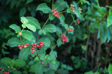 Wild Green Foliage with Clusters of Bright Red Berries. Vibrant Natural Scene Depicting Seasonal...