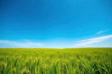 Fototapeta premium Vibrant green field of wheat stretches toward the clear blue sky on a bright, sunny day