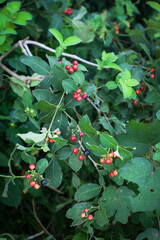 Wild Green Foliage with Clusters of Bright Red Berries. Vibrant Natural Scene Depicting Seasonal Growth and Untouched Forest Flora. Close-Up of Red Berries Growing on Lush Green Leaves. Natural Plant