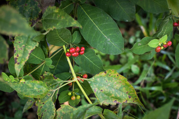 Wild Green Foliage with Clusters of Bright Red Berries. Vibrant Natural Scene Depicting Seasonal Growth and Untouched Forest Flora. Close-Up of Red Berries Growing on Lush Green Leaves. Natural Plant