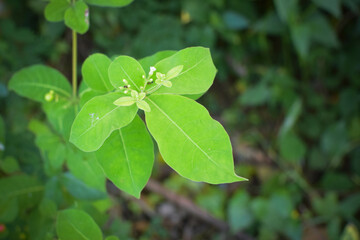 Lush Green Tropical Foliage with Variegated Leaves in Natural Light, Close-Up Botanical Scene Featuring Dense Leaf Growth and Natures Contrast in Texture and Color. Leaves in a Natural Outdoor Setting