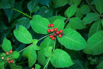 Wild Green Foliage with Clusters of Bright Red Berries. Vibrant Natural Scene Depicting Seasonal Growth and Untouched Forest Flora. Close-Up of Red Berries Growing on Lush Green Leaves. Natural Plant