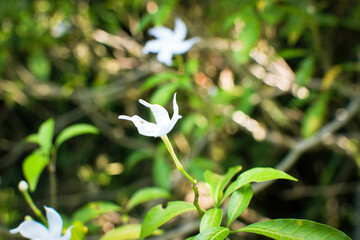 Calm Nature Background with Wathusudu (Pinwheel) Flower – Peaceful Floral Art in Natural Light. Tranquil Garden Scene Featuring Wathusudu Pinwheel Flower – Soft Background Aesthetic.Wathusudu
