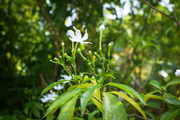 Calm Nature Background with Wathusudu (Pinwheel) Flower – Peaceful Floral Art in Natural Light. Tranquil Garden Scene Featuring Wathusudu Pinwheel Flower – Soft Background Aesthetic.Wathusudu
