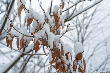 葉に積もる雪