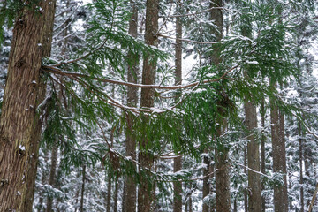 Fototapeta premium 雪の杉林